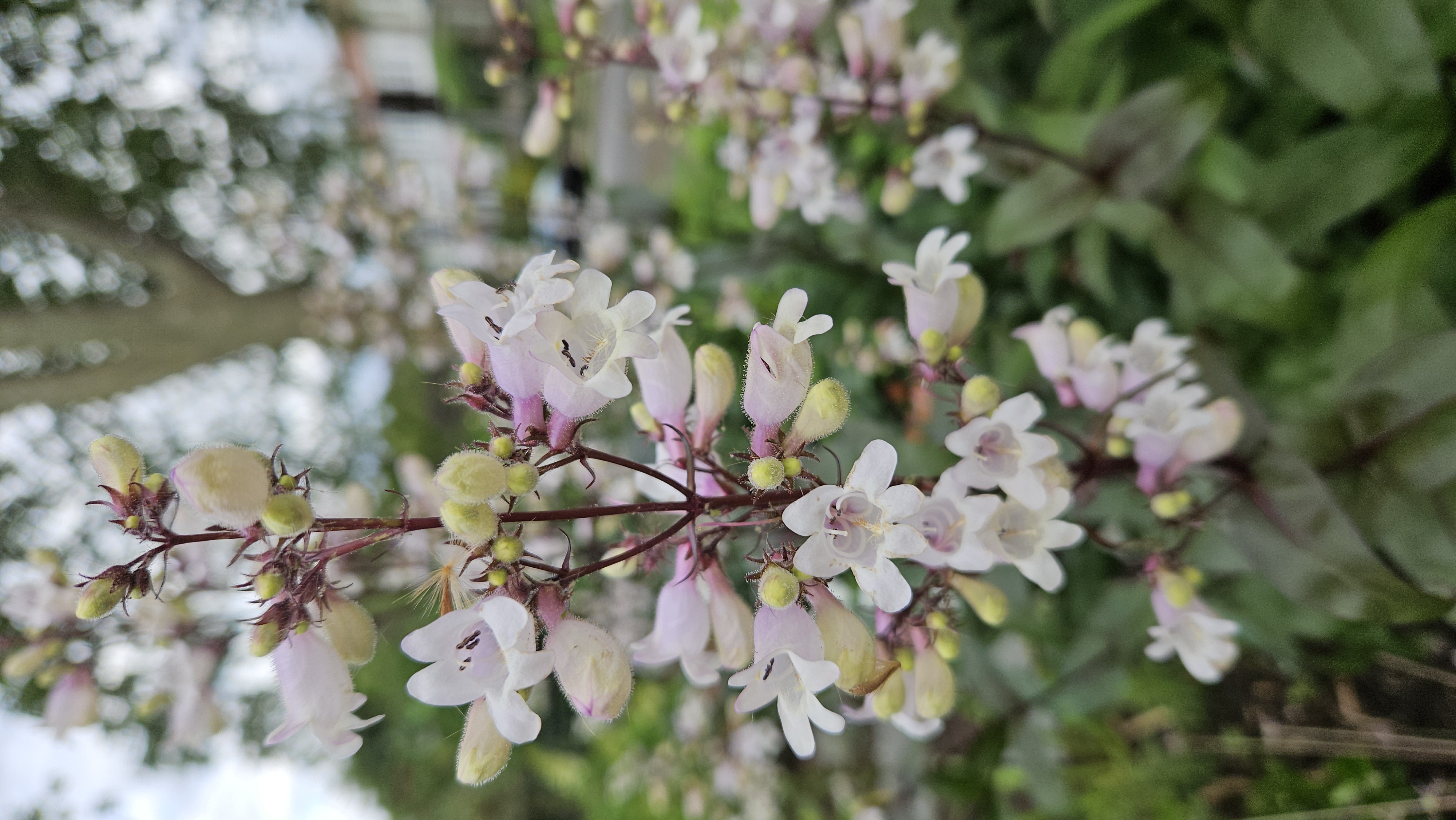 June Flowers