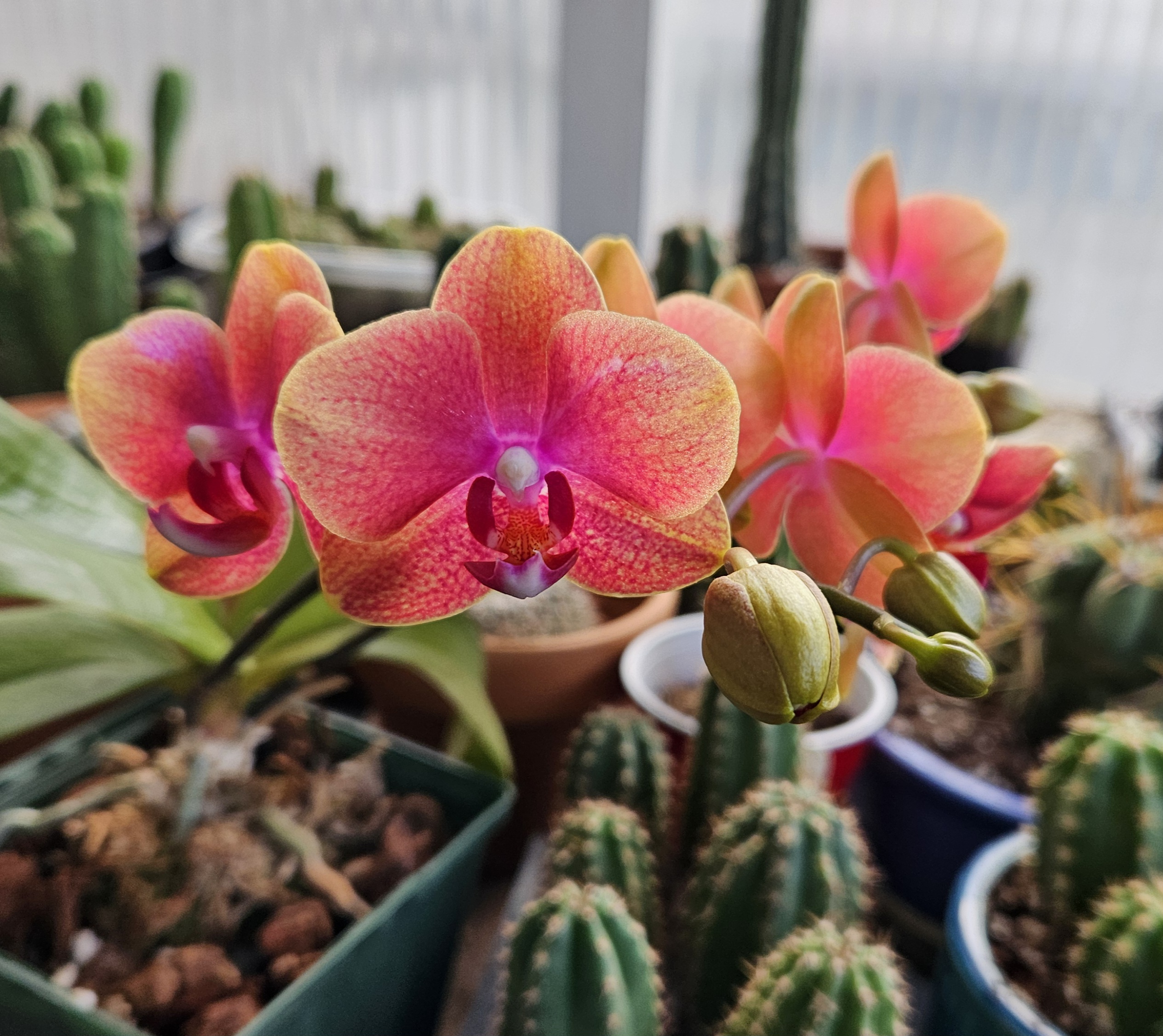 orchid