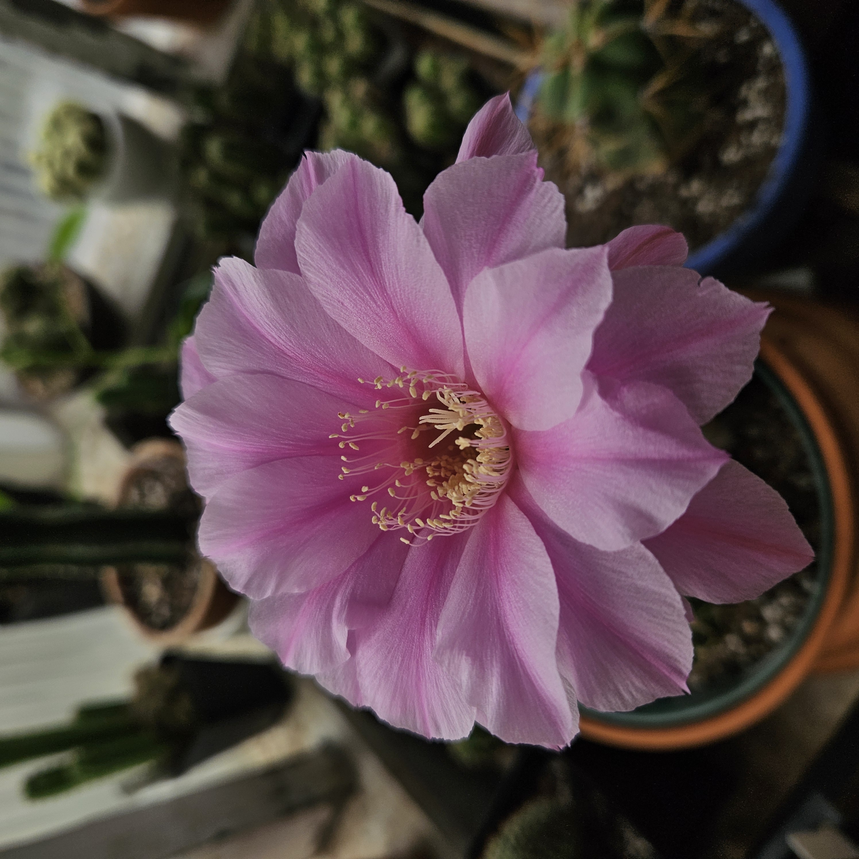 Cactus Flower