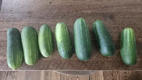 Cucumber 